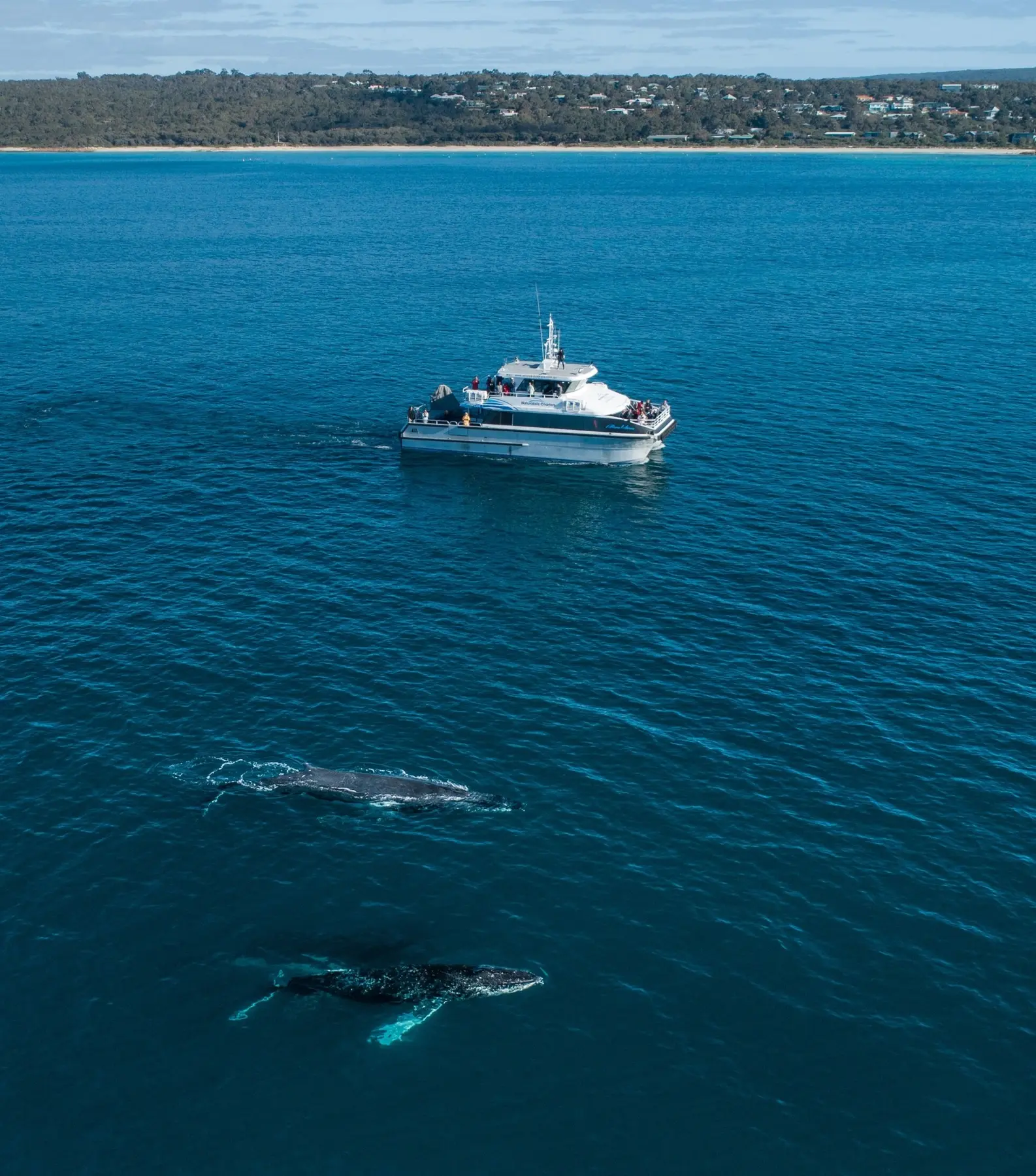 Whale-watching boat near Dunsborough with humpback whales in Geographe Bay